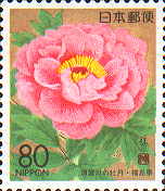 須賀川の牡丹