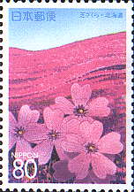 芝ザクラ