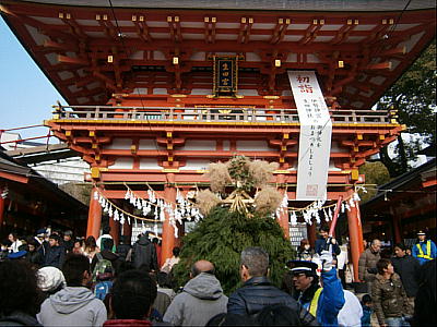 生田神社の杉盛